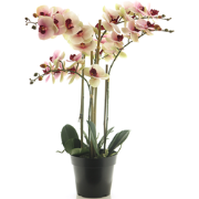 (Best) RT Phalaenopsis Bora x5 in pot 60cm pink