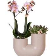 Kolibri Orchids | Set van roze orchidee Andorra en Succulent in Tube s...