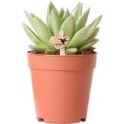 Kolibri Greens | Groene plant - Succulent Echeveria Miranda - groene k...