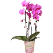 Kolibri Orchids | roze Phalaenopsis orchidee - Niagara Fall  - potmaat...