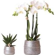 Kolibri Company - Planten set Groove zilver | Set met witte Phalaenops...