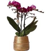 Kolibri Orchids | Paarse phalaenopsis orchidee - Morelia + Groove sier...