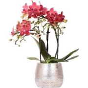 Kolibri Orchids | rode Phalaenopsis orchidee  Congo + Elite pot silver...