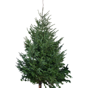 Kerstboom Warentuin XXL Nordman A - kwaliteit Abies Nordmanniana 250 -...