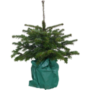 Kerstboom Warentuin Picea Pungens 40 - 60 cm