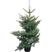 Kerstboom Warentuin Abies Koreana 80 - 120 cm