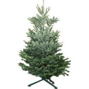 Kerstboom Warentuin Nordman B - kwaliteit Abies Nordmanniana 175 - 200...