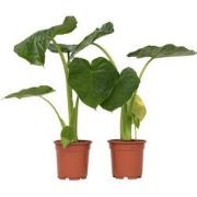 Alocasia Macrorrhiza - Set van 2 - 'Olifantsoor' - Pot 17cm - Hoogte 6...