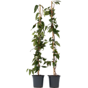 Lonicera henryi Copper Beauty - Set van 2 - Kamperfoelie - Klimplant -...