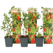 Lycium Barbarum - Set van 6 - Boksdoorn - Goji-bes - Pot 9cm - Hoogte ...