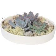 Echeveria Garden Mix White - vetplanten op decoratieve schaal - Wit - ...