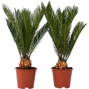 Cycas Revoluta - Set van 2 - Varenpalm - Pot 15cm - Hoogte 45-60cm