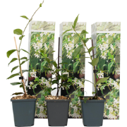 Toscaanse Jasmijn - Set van 6 - Wit - Tuinplanten - Pot 9cm - Hoogte 2...