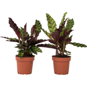 Calathea Insignis - Set van 2 - Marantaceae - Pot 12cm - Hoogte 30-40c...