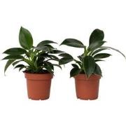 Philodendron 'Green Princess' - Set van 2 - Pot 12cm - Hoogte 20-30cm