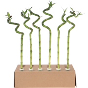 Dracaena sanderiana - Set van 12 - Geluksbamboe - Hoogte 40-50cm