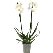 Phalaenopsis - Orchidee Wit - Pot 12cm - Hoogte 50-60cm