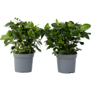 Gardenia Jasminoides - Set van 4 - Jasmijn - Pot 13cm - Hoogte 20-30cm