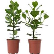 Clusia rosea 'Princess' - Set van 2 - Pot 17cm - Hoogte 50-60cm