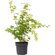 Acer palmatum 'Orange Dream' - Japanse Esdoorn - Pot 19cm - Hoogte 60-...