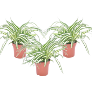 Chlorophytum comosum 'Atlantic' - Set van 3 - Pot 12cm - Hoogte 25-40c...