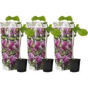 Magnolia Susan - Set van 3 - Paarse bloemen - Tuin - Pot 9cm - Hoogte ...