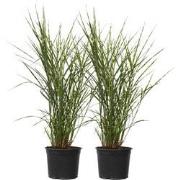 Miscanthus Zebrinus - Winterhard Siergras - Set van 2 - Ø23cm - Hoogte...