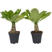 Brighamia Insignis 'Hawaii' - Set van 2 - Pot 12cm - Hoogte 25-35cm