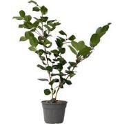 Camellia japonica 'Bonomiana' - Japanse roos - Pot 15cm - Hoogte 50-60...