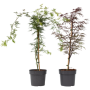 Acer palmatum 'Garnet', 'Emerald Lace' - Mix van 2 - Pot 19cm - Hoogte...