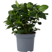 Gardenia Jasminoides - Witte bloemen - Jasmijn - Pot 13cm - Hoogte 20-...