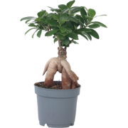 Ficus Ginseng - Japanse Bonsai - Pot 12cm - Hoogte 30-40cm