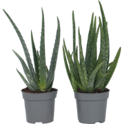 Aloë Vera - Set van 4 - Succulent - Pot 10,5cm - Hoogte 25-40cm