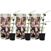 Magnolia Soulangea - Set van 3 - Roze bloemen - Tuin - Pot 9cm - Hoogt...