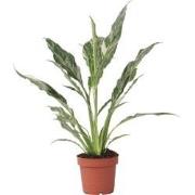 Spathiphyllum Diamond - Lepelplant - Luchtzuiverend - Pot 12cm - Hoogt...