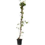 Lonicera Heckrotti American Beauty - Kamperfoelie - Pot 17cm - Hoogte ...