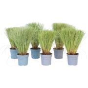 Carex Bronco - Set van 6 - Siergras - ?10,5cm - Hoogte 15-25cm