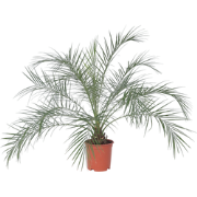 Phoenix roebelenii - Dwergdadelpalm - Pot 21cm - Hoogte 80-90cm