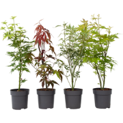 Acer palmatum - Set van 4 - Japanse Esdoorn - Pot 10,5cm - Hoogte 25-4...