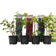 Bessenmix - Mix van 4 - Bessenplanten - Tuinplanten - Pot 9cm - Hoogte...