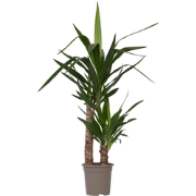 Yucca Elephantipes - Palmlelie - Kamerpalm - Pot 17cm - Hoogte 70-80cm