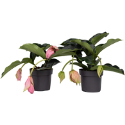 Medinilla Magnifica - 2 stuks - Kamerplant - Trosbloem - ?17cm - Hoogt...