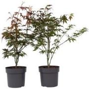 Acer palmatum ´Atropurpureum´ - Set van 2 - Esdoorn - Pot 19cm - Hoogt...