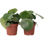 Peperomia Raindrop - Set van 2 - Pot 12cm - Hoogte 20-30cm