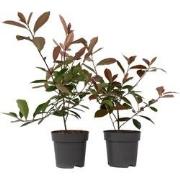 Photinia fraseri 'Red Robin' - Set van 2 - Wintergroen - ?17cm - Hoogt...