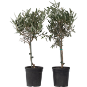 Olea Europaea - Set van 2 - Olijfboom op stam - Pot 14cm - Hoogte 50-6...