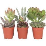 Mini-vetplanten - Mix van 6 stuks Vetplanten - Pot 5,5cm - Hoogte 5-10...