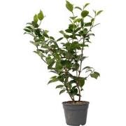 Camellia japonica 'Lady Campbell' - Roos - Pot 15cm - Hoogte 50-60cm