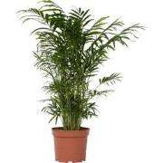 Mexicaanse dwergpalm - Compact groeiende groene palm - Pot 17cm - Hoog...