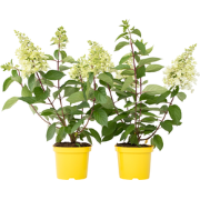 Hydrangea paniculata Candlelight - Hortensia - 2 stuks - ?19cm - Hoogt...